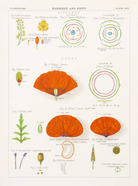 Barberry and Poppy Chromolithography 1883 The Botanical Atlas - A guide to the practical study of plants by D M’Alpine, The Century Co. New York 1883 poppy seed stock illustrations