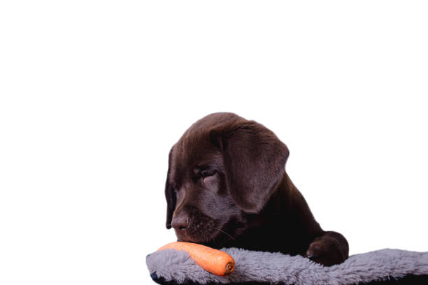 istock Cute brown Labrador puppy on a blanket isolated on a white background 1478428541