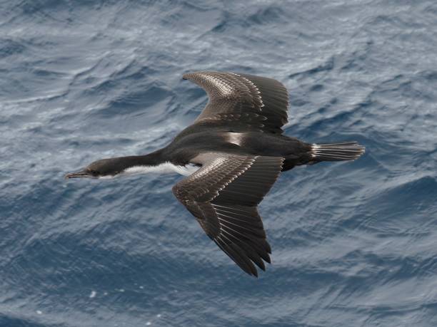 istock A single Imperial Cormorant flies over ocean waters 1478428975