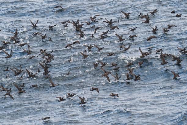 istock Sooty Shearwaters take off from the ocean surface 1478429001