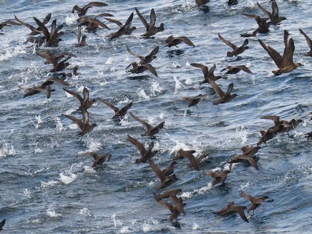 istock Sooty Shearwaters take off from the ocean surface 1478429527