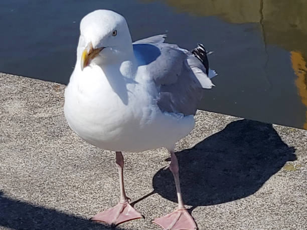 сельдевая чайка на пирсе в падстоу - herring gull стоковые фото и изображения