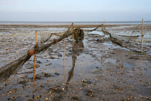 Dead fish trapped in discarded fishing net caught on wooden post. Bay of Mont. St. Michel