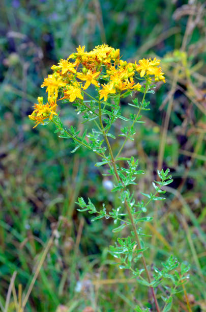 istock St. John's wort (Hypericum perforatum) in flower. It is an important medicinal plant 1478431048