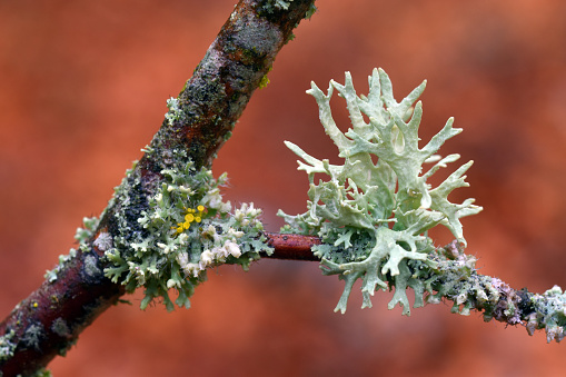The fruticulous lichen Evernia prunastri on a branch in a beech forest