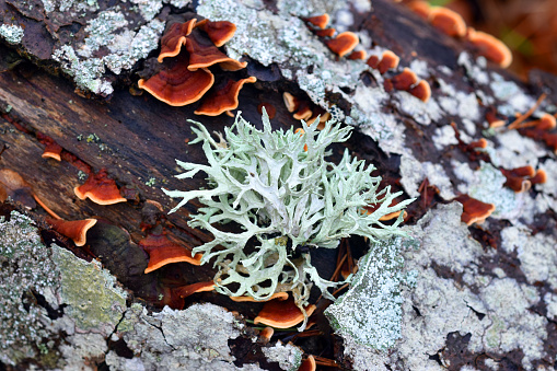 The fruticulous lichen Evernia prunastri on a branch in a beech forest