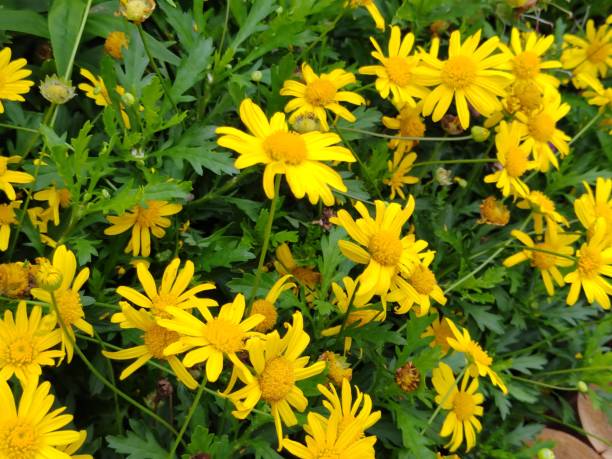 istock Argyranthemum frutescens 'Golden Queen' 1478431391