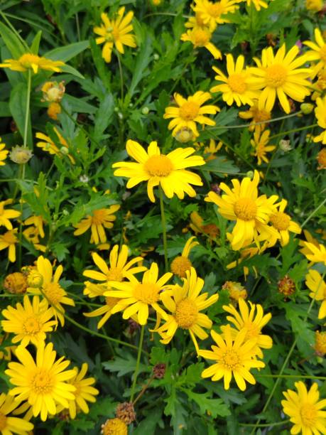 istock Argyranthemum frutescens 'Golden Queen' 1478431392