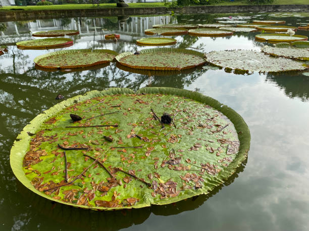 istock Lotus Flower in a lak 1478431433