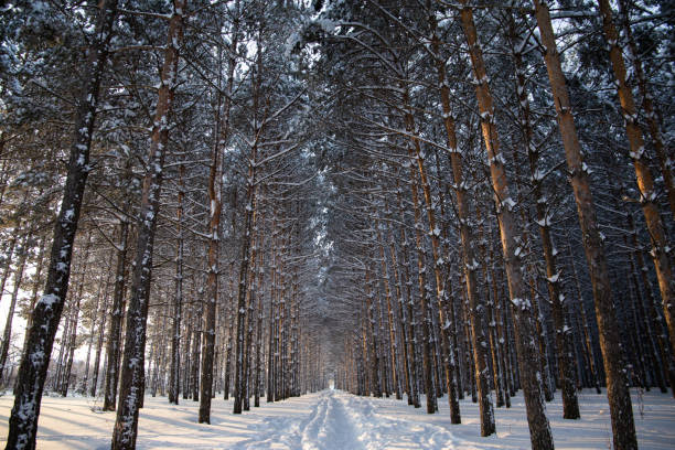 A closeup shot of a path in the snowy forest