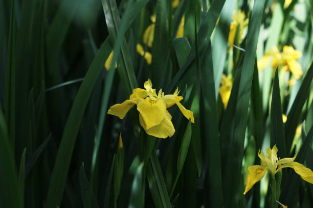istock Yellow irises bloom on the lake 1478434395