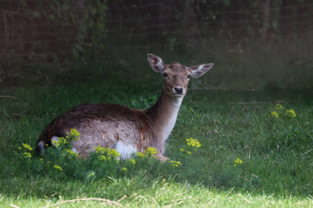 istock Deer at the edge of the forest 1478435858