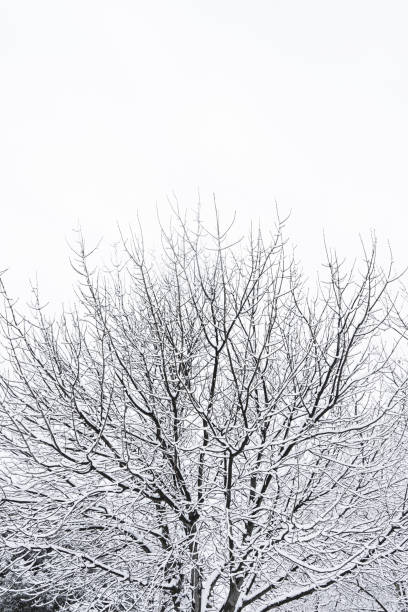 istock Beautiful shot of snowy tree branches on 1478435906