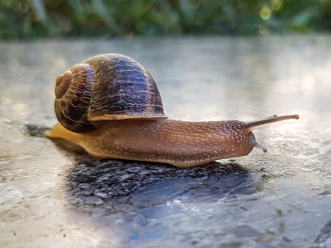 Close-up of a Cornu Aspersum land snail crawling on a stone floor in the garden against green grass in blurred background, soft body and slimy, brownish and shell, sunny day