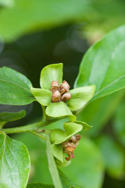 istock Vertical selective focus shot of persimmon flowers 1478437317