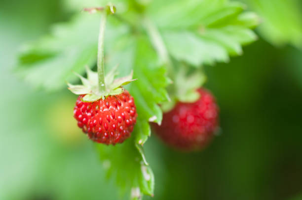 istock Selective focus shot of a ripening strawberry 1478438129