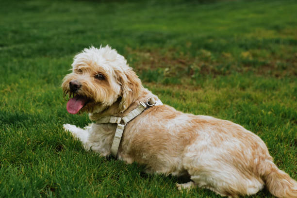istock Selective focus shot of a brown poodle resting on a green grass 1478438375