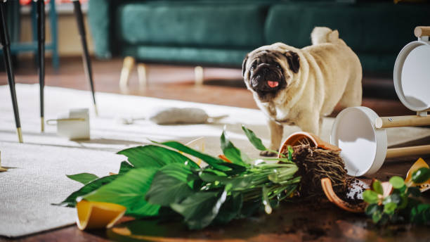 funny animal moment: mops przewraca doniczkowy kwiat, zjada brud, robi bałagan w całym mieszkaniu. uroczy słodki głupio wyglądający szczeniak tworzący chaos wszędzie, rujnujący furnitre, rośliny, dywan - dog home interior loneliness destruction zdjęcia i obrazy z banku zdjęć