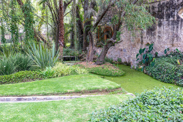 Garden with a stream covered with algae bloom, narrow irrigation canal for runoff water between green grass, tree trunks with climbing plants and stone wall in background, sunny day in Mexico
