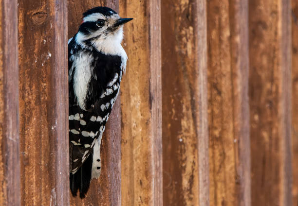 istock A Woodpecker looks through the backyard deck fence 1478439724