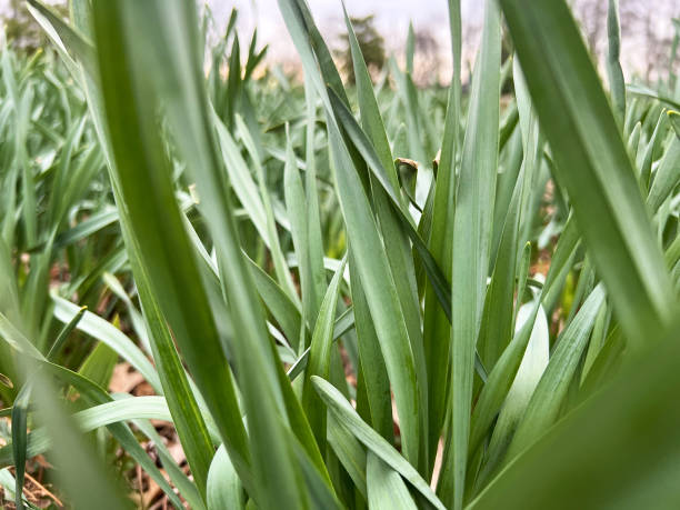 istock Daffodil Plants in Garden 1478441057