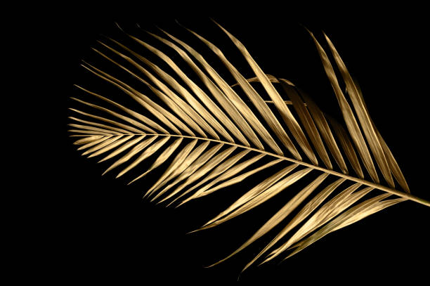 istock Tropical leaves gold and black, can be used as background(Monstera,palm,coconut)fern. 1478442936