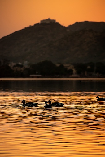 A vertical shot of the ducks swimming in the lake at sunset