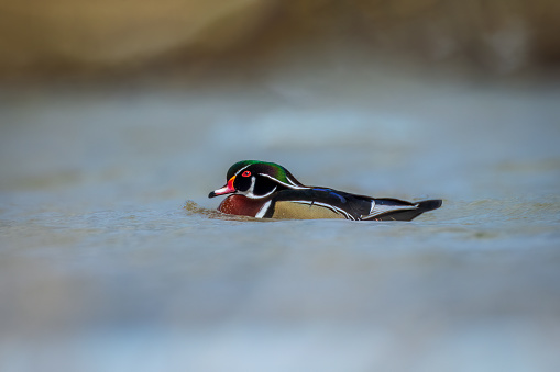 A male Wood Duck with its beautiful colors