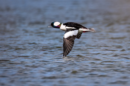A male bufflehead duck flying over the St. Lawrence River