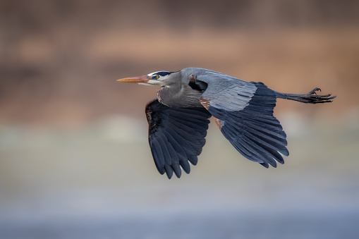 the flight of a Great Blue Heron