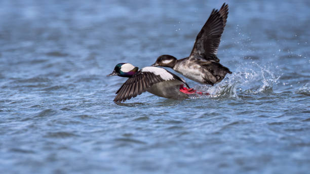 istock A pair of Bufflehead ducks flying on the St. Lawrence River 1478443200
