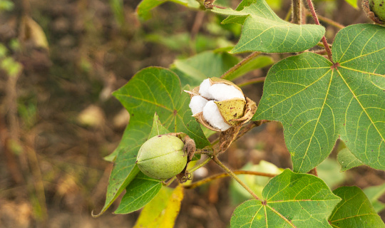 Cotton flower and bud in plant in cotton field