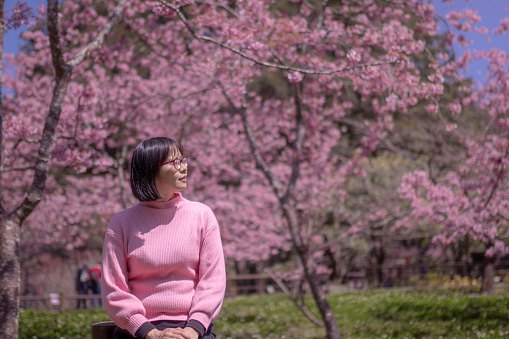 Asian Chinese woman among Cherry blossoms trees