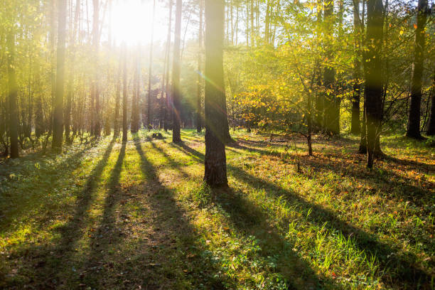 istock Sunrise in a beautiful pine forest in summer. 1478446337