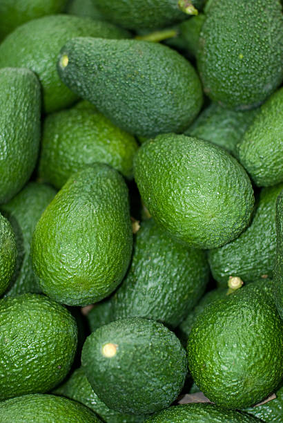 istock Avocados. Axarquia, Malaga. 147844640