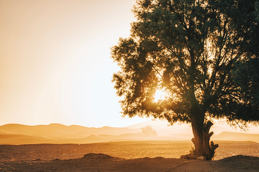 backlit sunrise at Sahara Desert shinning through tree