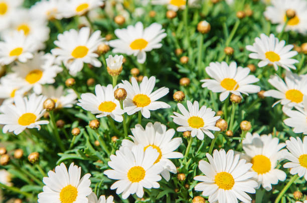 daisies bloom in a flowerpot. selective focus. - asteroideae stockfoto's en -beelden