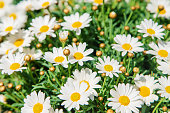 Daisies bloom in a flowerpot. Selective focus.