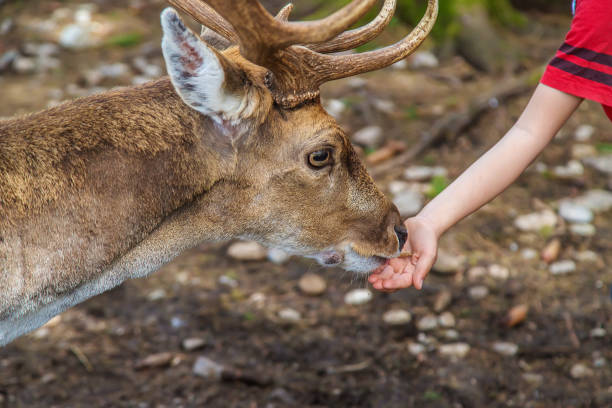 istock A child feeds a deer in the forest. Selective focus. 1478449265