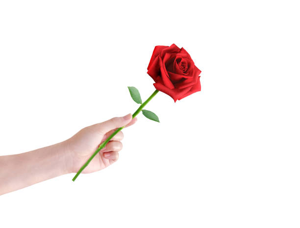 istock Hand holding a red rose and sending it forward. isolated on white background 1478449683