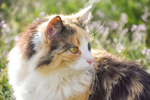 Tigris this calico cat in the meadow headshot look backwards