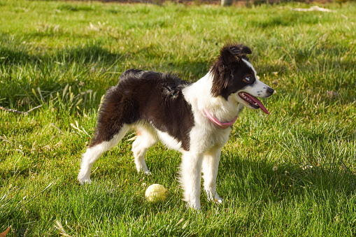 mocha the mini australian shepherd outside playing with her tennis ball in the grass happy looking to the side