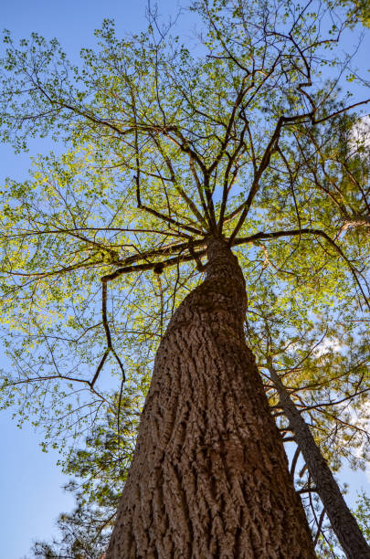istock Tulip Poplar Treetop 1478453117