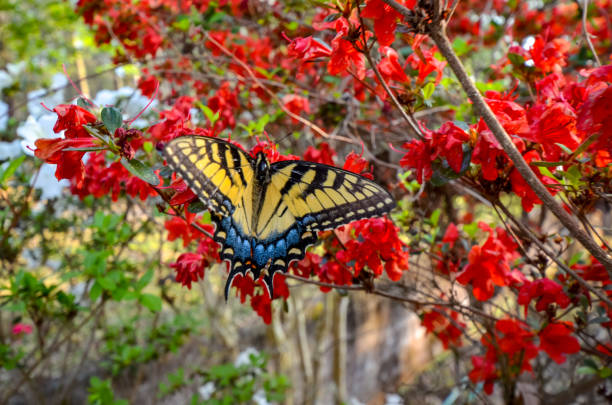 istock Eastern Tiger Swallowtail Butterfly and Red Kurume Azalea 1478453151