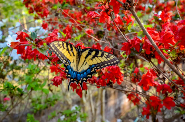 istock Eastern Tiger Swallowtail Butterfly and Red Kurume Azalea 1478453165