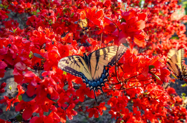istock Eastern Tiger Swallowtail Butterfly and Red Kurume Azalea 1478453186