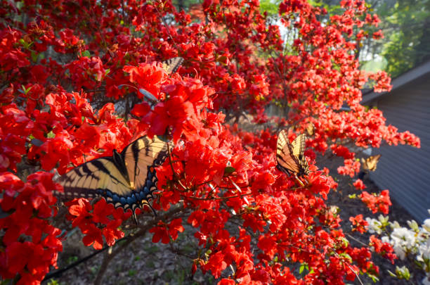 istock Eastern Tiger Swallowtail Butterfly and Red Kurume Azalea 1478453204