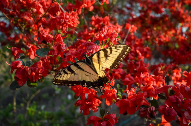istock Eastern Tiger Swallowtail Butterfly and Red Kurume Azalea 1478453217