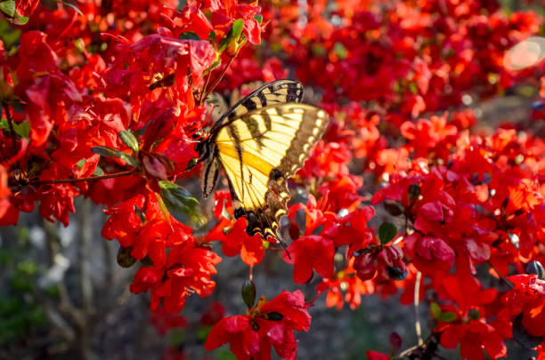 istock Eastern Tiger Swallowtail Butterfly and Red Kurume Azalea 1478453220