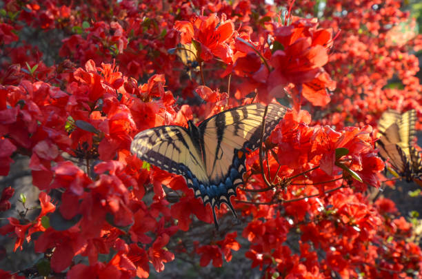 istock Eastern Tiger Swallowtail Butterfly and Red Kurume Azalea 1478453221